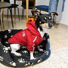 Roupa para C&atilde;es de Pequeno/M&eacute;dio Porte Casaco de Inverno-Miau Auau Pets
