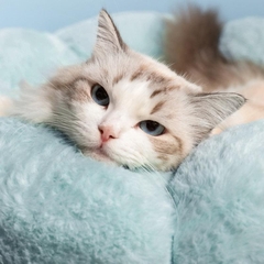 Cama para C&atilde;es e Gatos Estilo Flor-Miau Auau Pets