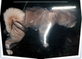 Capa de Chuva para C&atilde;es Refletiva com Capuz-Miau Auau Pets