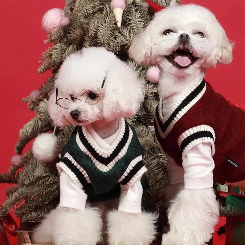 Roupa para C&atilde;es e Gatos Blusa Estilo Universit&aacute;rio-Miau Auau Pets