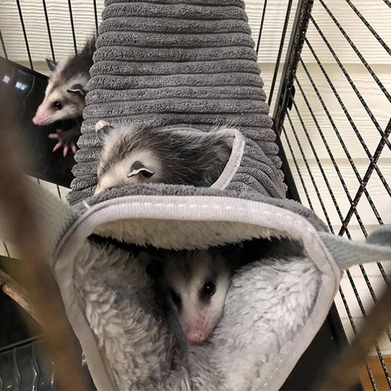 T&uacute;nel de Inverno para Pequenos Roedores-Miau Auau Pets