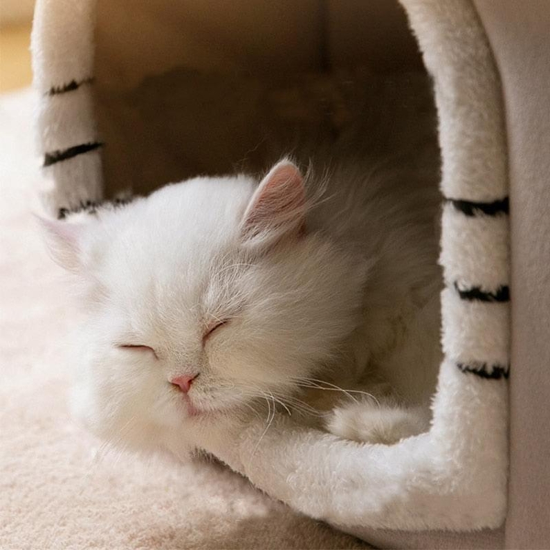 Cama para C&atilde;es e Gatos Casa de Veludo-Miau Auau Pets