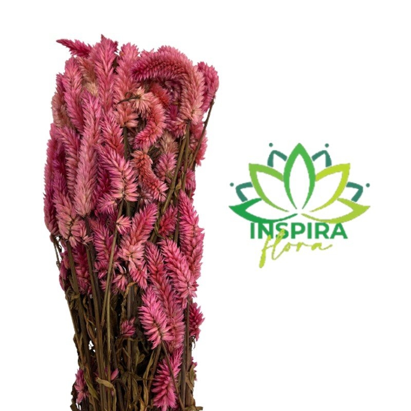 Buque Maço Celosia Rabo De Gato Vinho Flores Desidratadas – Inspira Flora