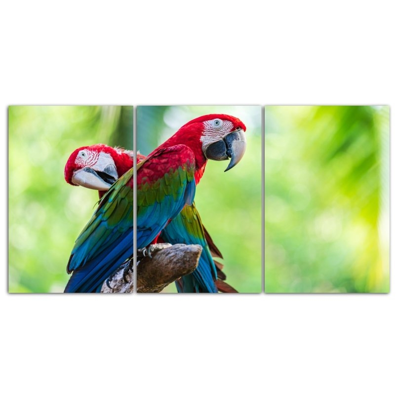 Quadro Decorativo Casal Arara Azul