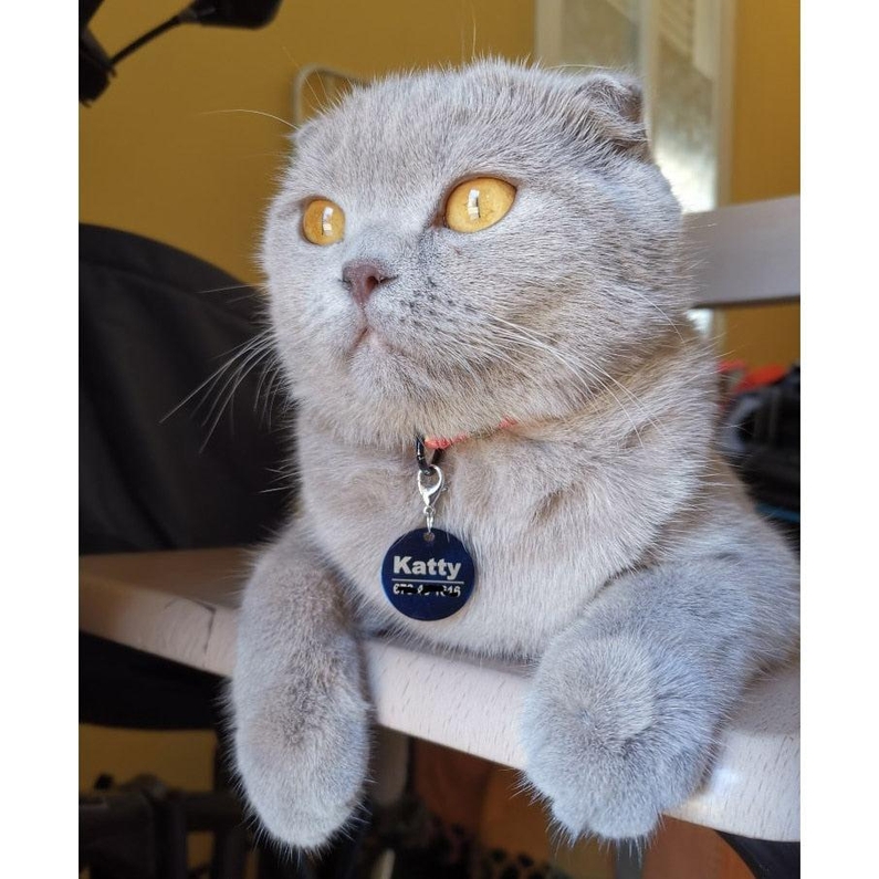 Tag de Identifica&ccedil;&atilde;o Personalizada para Pets-Miau Auau Pets
