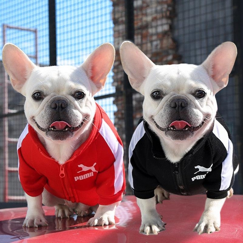 Roupa para C&atilde;es Jaqueta de Inverno-Miau Auau Pets